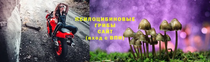 OMG ТОР  Маркс  Галлюциногенные грибы MAGIC MUSHROOMS 